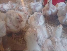 1,2 kg körüli húshibrid fehér csirke eladó