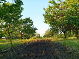 Vegyes gyümölcsös 2,3 ha eladó Egertől 7 km-re