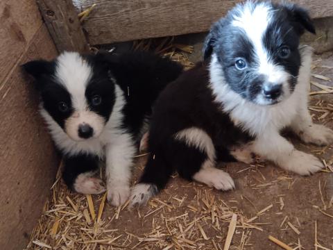 Fajtatiszta jellegű border collie kiskutyák Fajtatiszta jellegű border collie kiskutyák