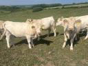 Charolais üszők eladók, 17-18 hónaposak