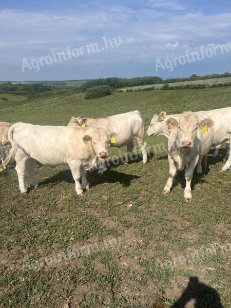 Charolais üszők eladók, 17-18 hónaposak