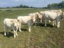 Charolais üszők eladók, 17-18 hónaposak