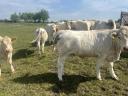 Charolais üszők eladók, 17-18 hónaposak