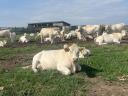 Charolais üszők eladók, 17-18 hónaposak