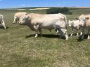 Lajstromszámos Charolais bika eladó