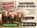 Malacok