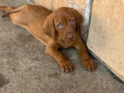Magyar Vizsla fajta jellegű kiskutya Magyar Vizsla fajta jellegű kiskutya