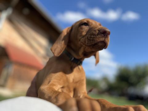 Magyar vizsla fajtajellegű kiskutya