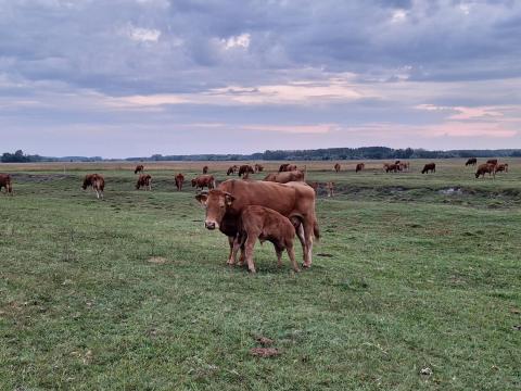 Tiszta veru limousin borjak eladok Tiszta veru limousin borjak eladok