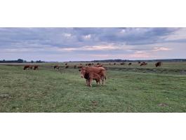 Tiszta veru limousin borjak eladok
