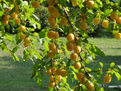 Mirabolán szilva kapható cefrének Mirabolán szilva kapható cefrének