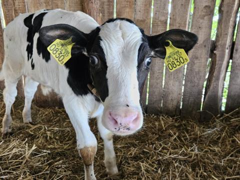 Holstein bika borjak 3 hetesek Holstein bika borjak 3 hetesek