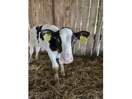 Holstein bika borjak 3 hetesek