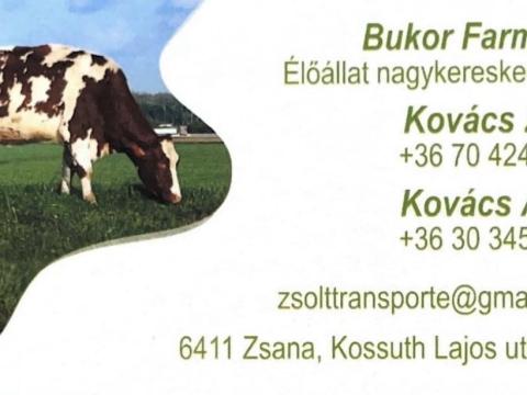 Keresek Holstein nagy bikát Keresek Holstein nagy bikát