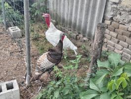 Parlagi pulyka kakas és tojó egyben eladó, fiatal állatok (1,5 évesek), ivarérettek