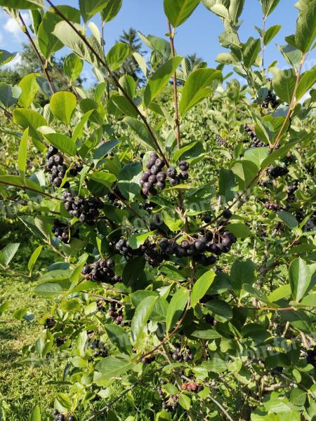 Fekete Berkenye /Aronia/