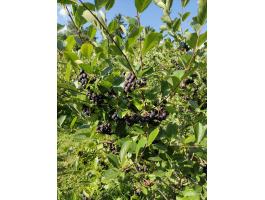 Fekete Berkenye /Aronia/