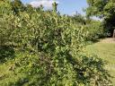 Fekete Berkenye /Aronia/