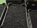 Fekete Berkenye /Aronia/