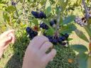 Fekete Berkenye /Aronia/