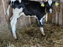 Holstein üszőborjú