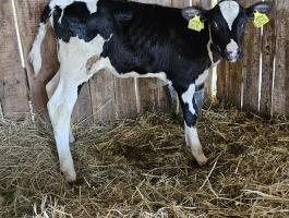 Holstein üszőborjú