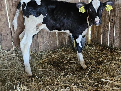 Holstein üszőborjú