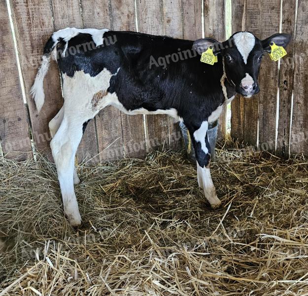 Holstein üszőborjú