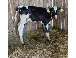 Holstein üszőborjú