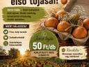 Friss jerce tojás eladó