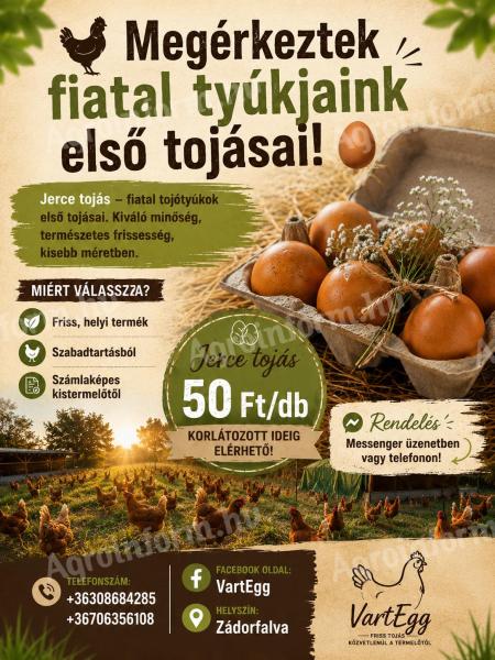Friss jerce tojás eladó