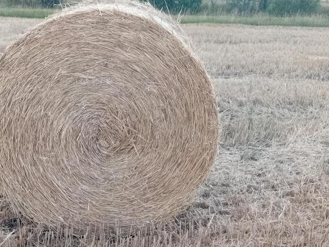 Körbálás szalma eladó