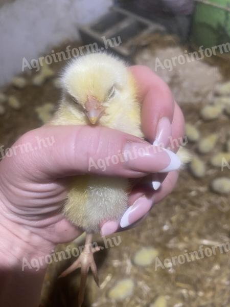 Napos csibék eladók