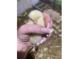 Napos csibék eladók