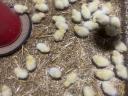 Napos csibék eladók