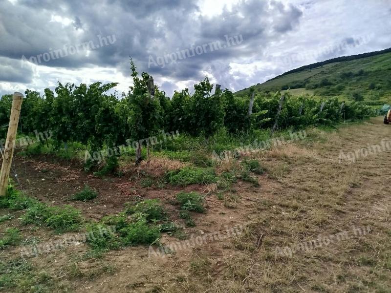 Eger Nagy-Eged dűlőből merlot szőlőtermés eladó