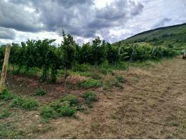 Eger Nagy-Eged dűlőből merlot szőlőtermés eladó