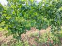 Eger Nagy-Eged dűlőből merlot szőlőtermés eladó