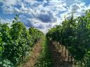 Eger Nagy-Eged dűlőből merlot szőlőtermés eladó