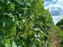 Eger Nagy-Eged dűlőből merlot szőlőtermés eladó