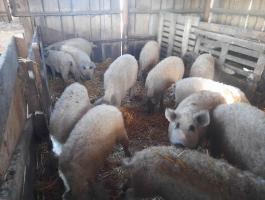Mangalica malacok eladók