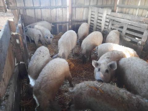 Mangalica malacok eladók Mangalica malacok eladók