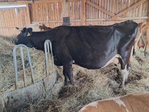 Holstein-fríz tehén eladó Holstein-fríz tehén eladó