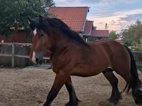Eladó belga hidegvérű csődör Eladó belga hidegvérű csődör