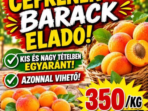 Cefre sárgabarack eladó! Csákvár és környéke, Kecskemét és környéke Cefre sárgabarack eladó! Csákvár és környéke, Kecskemét és környéke