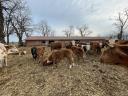 Eladó 2 éves, marhalevéllel rendelkező mutatós bika - Herceg