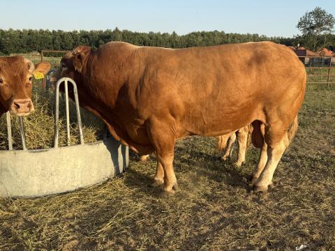 Limousin tehenek, borjak és tenyészbika Limousin tehenek, borjak és tenyészbika