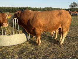 Limousin tehenek, borjak és tenyészbika