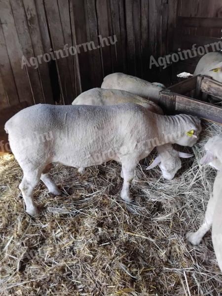 Ille de France A minősitésű törzskönyves kosok,  import szülőktől