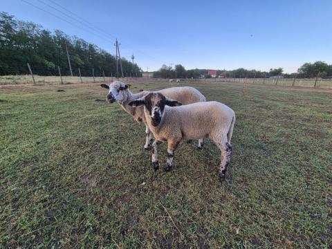 Suffolk x merino kos bárány Suffolk x merino kos bárány